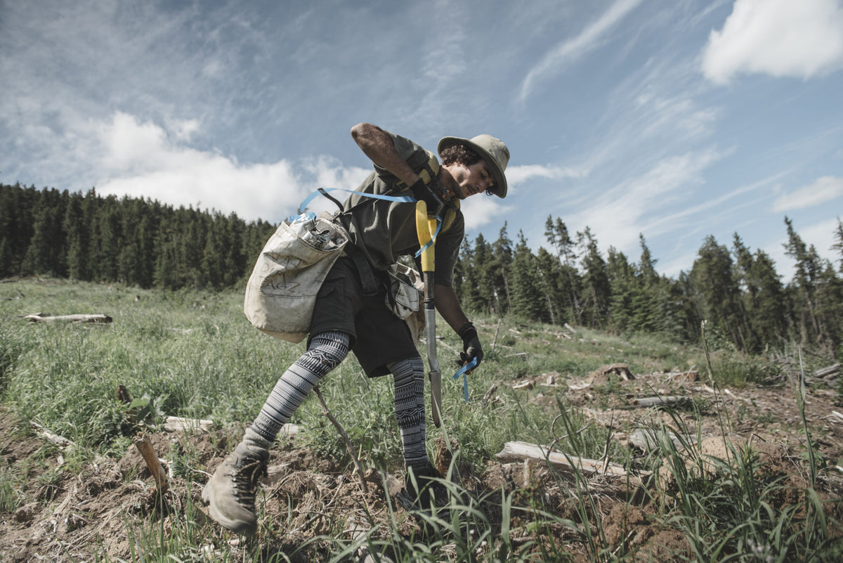 The Benefits Of Planting Trees In Canada