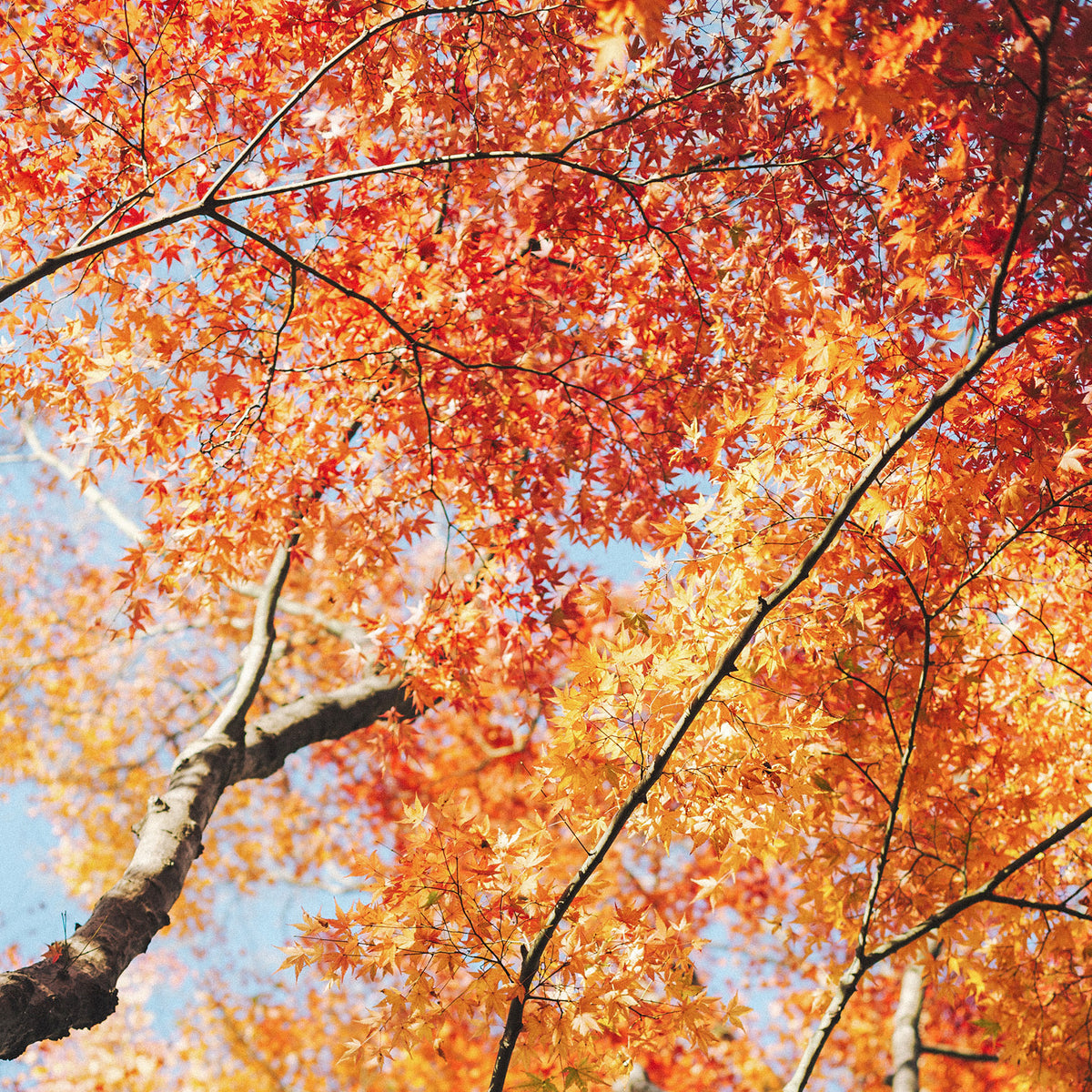 10 Awesome Trees to Know and Love In Canada