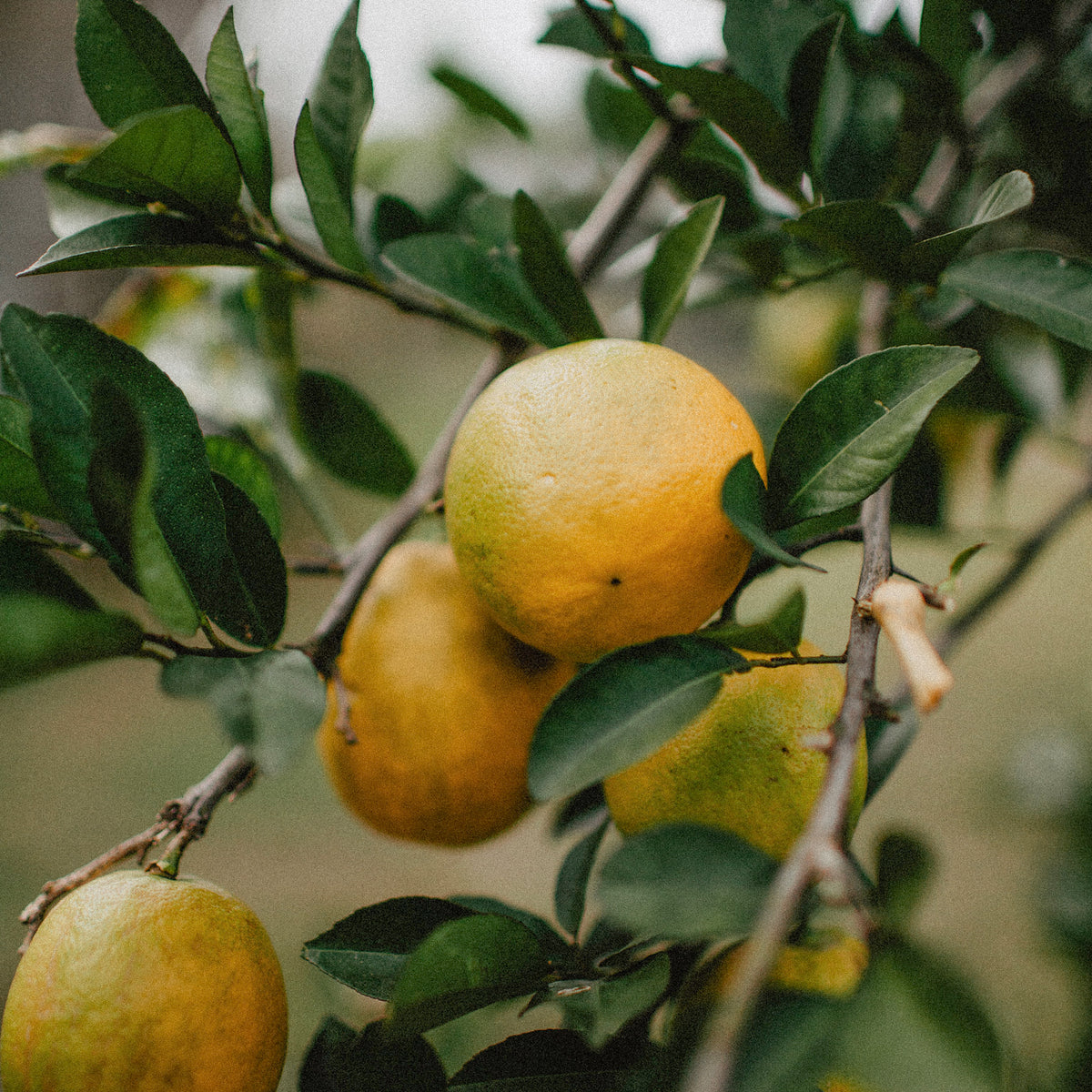 This Geothermal Greenhouse Grows Citrus Year Round