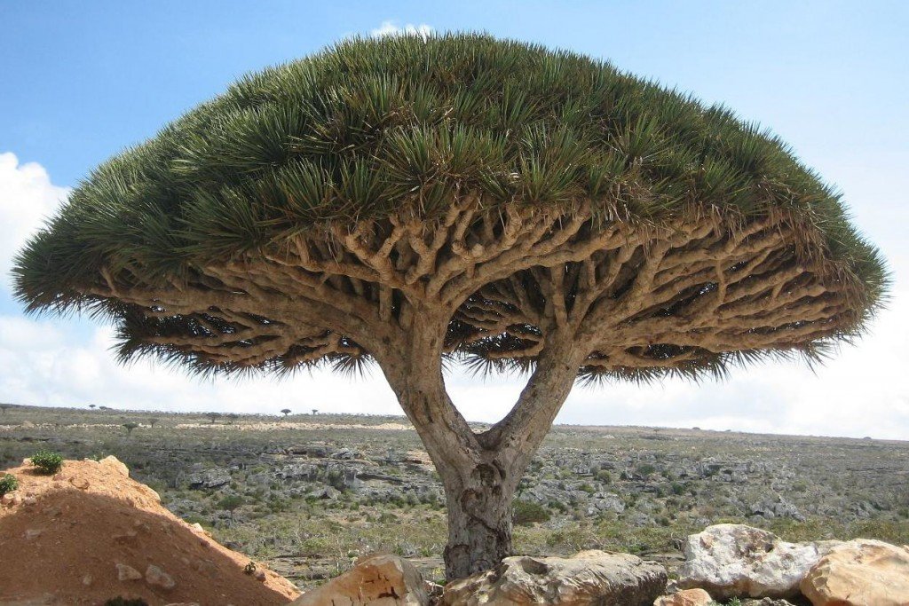 5 Of The Weirdest Trees On Earth