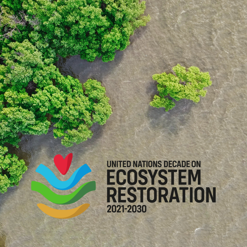tentree Joins The UN Decade on Ecosystem Restoration