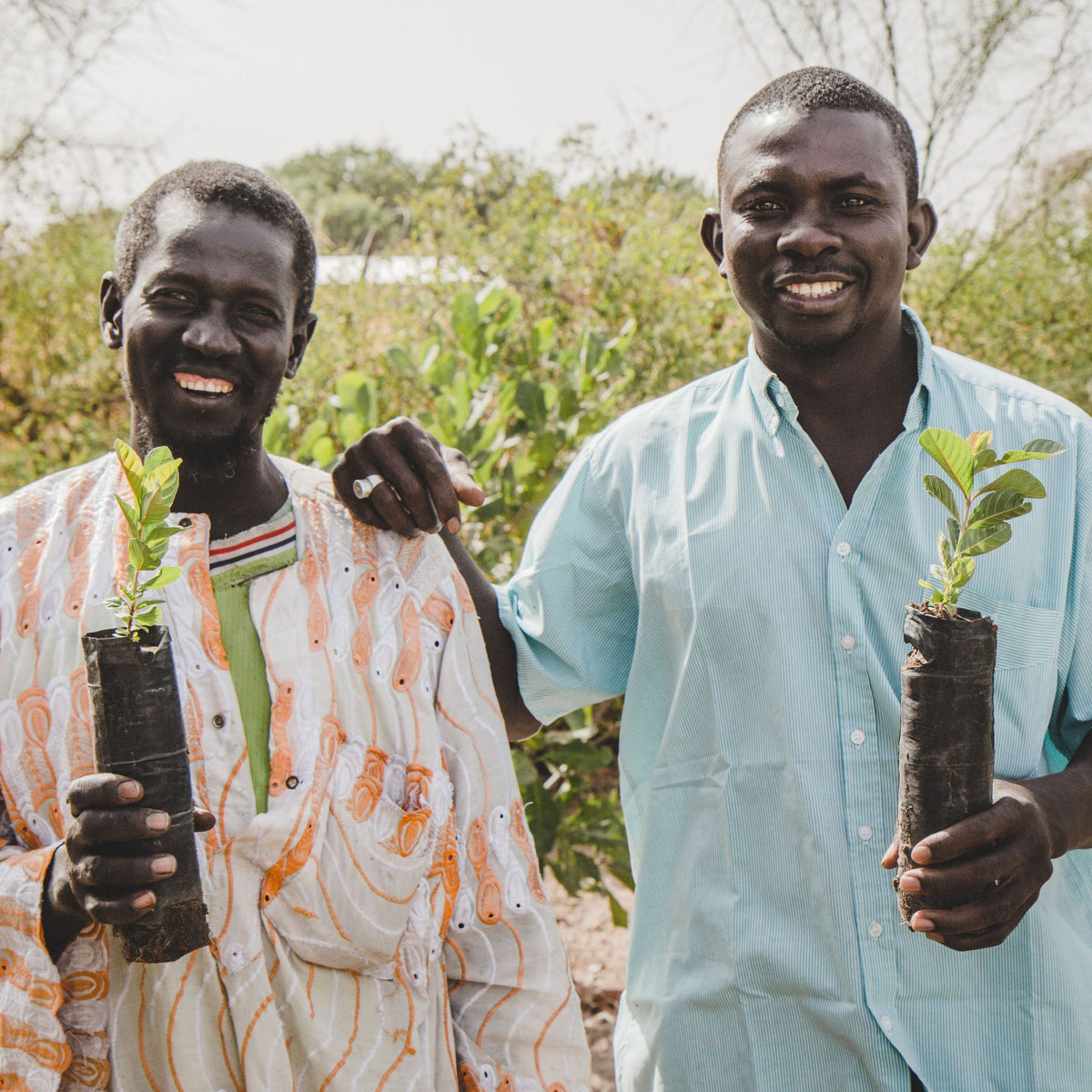 Tree Planting Site: Kaffrine, Senegal