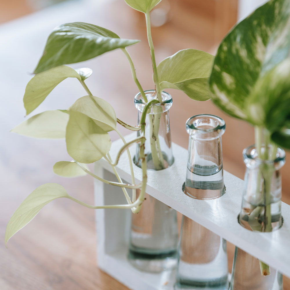 Spring Green Clean Go Green With Your Spring Clean