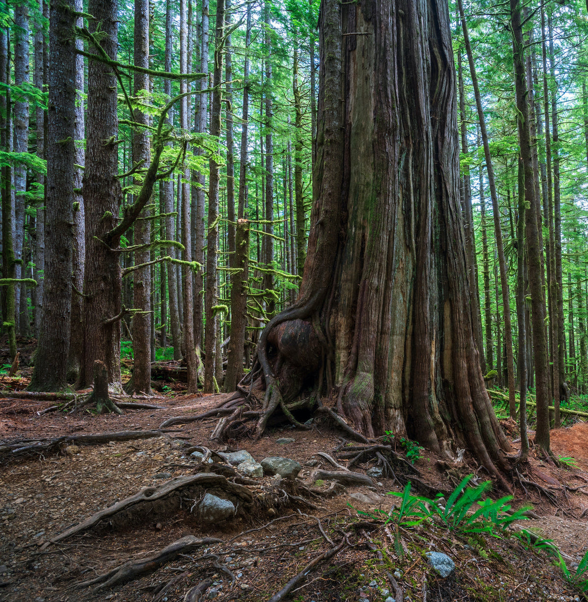 Remembering Our Roots: The Old Growth of Southern Vancouver Island