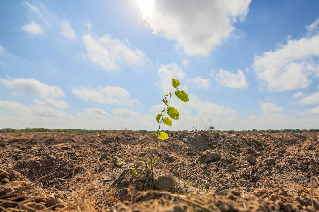 10 Reasons Why tentree Plants In The USA