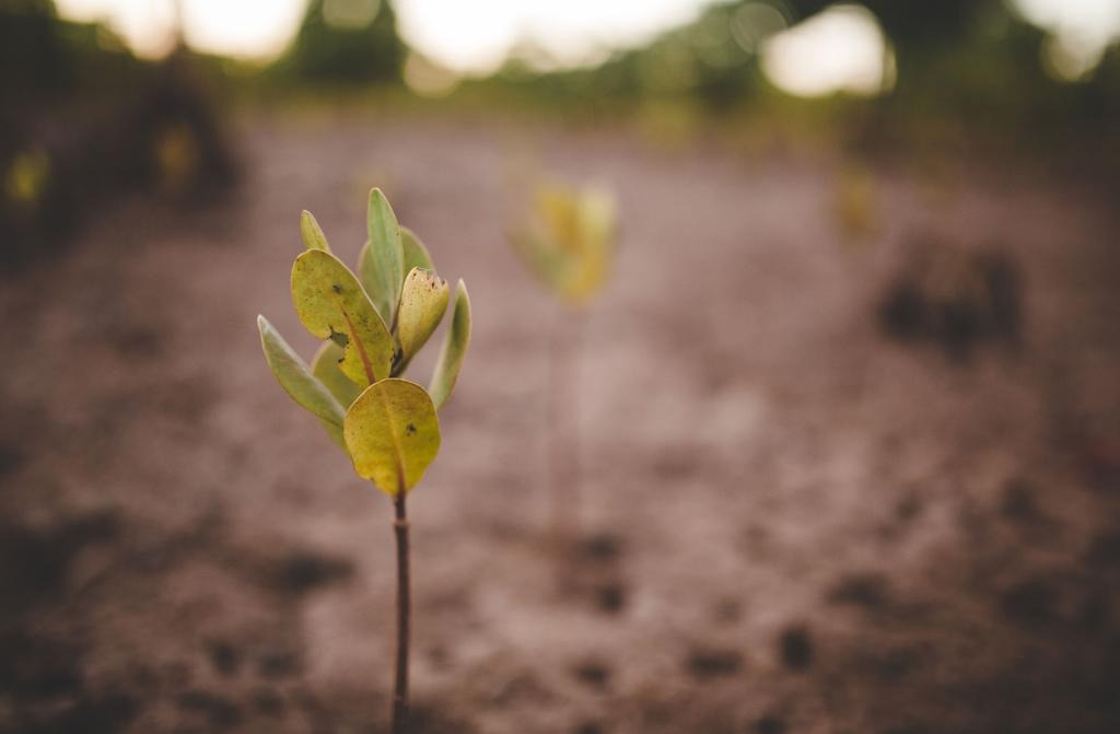 Some Photos From Our Mangrove Planting In Madagascar